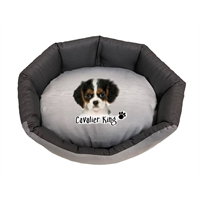 cuccia Cavalier King trono